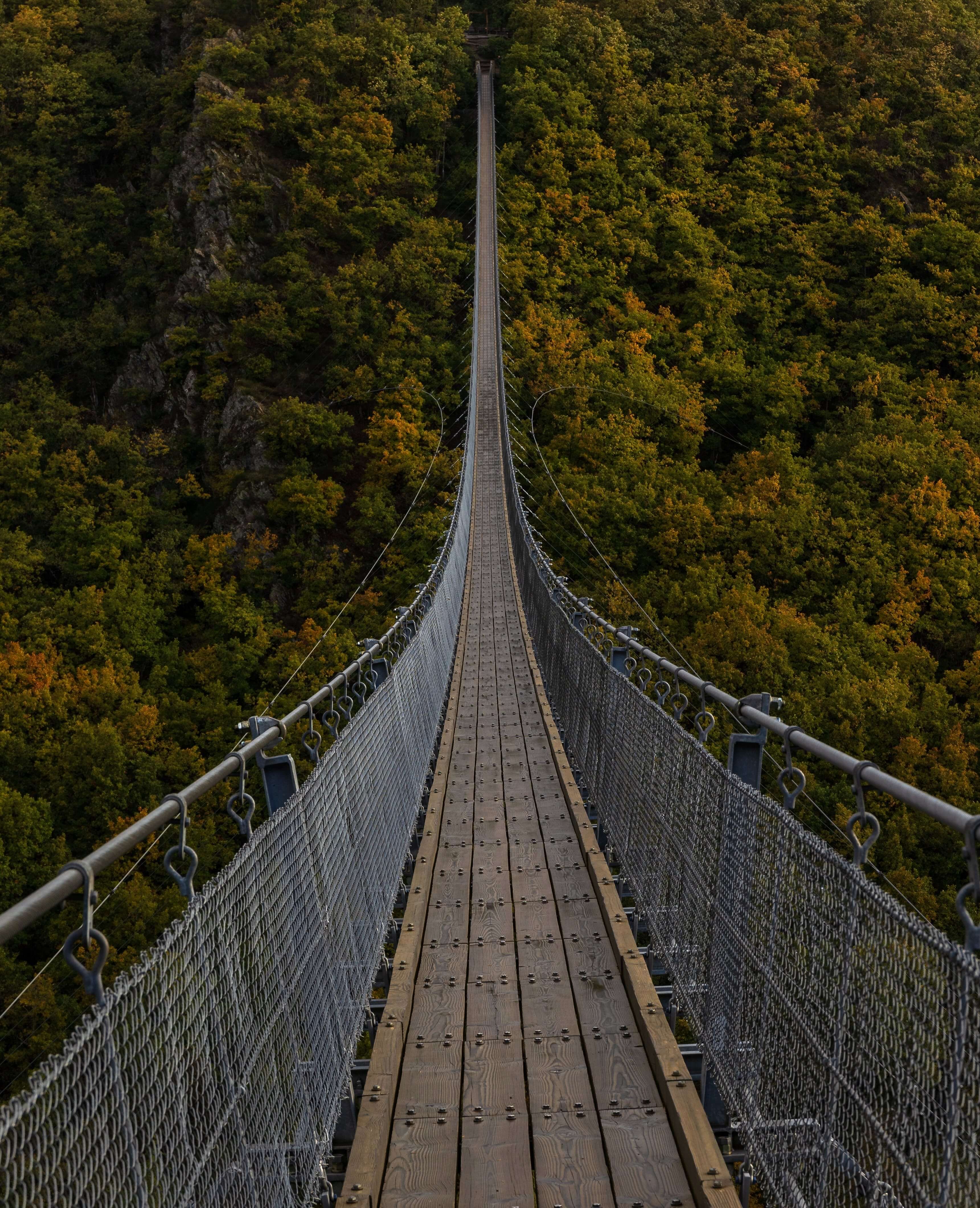 A very long bridge, over the forest ...